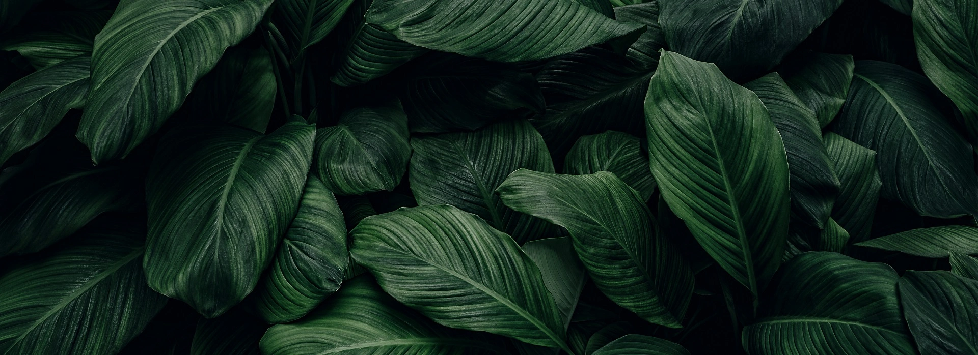 Essential Aesthetics & Health